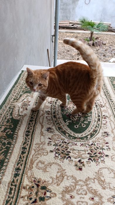 Отдам даром кошку