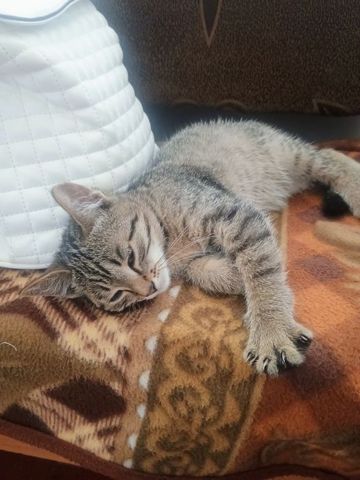 Отдам котенка в добрые руки
