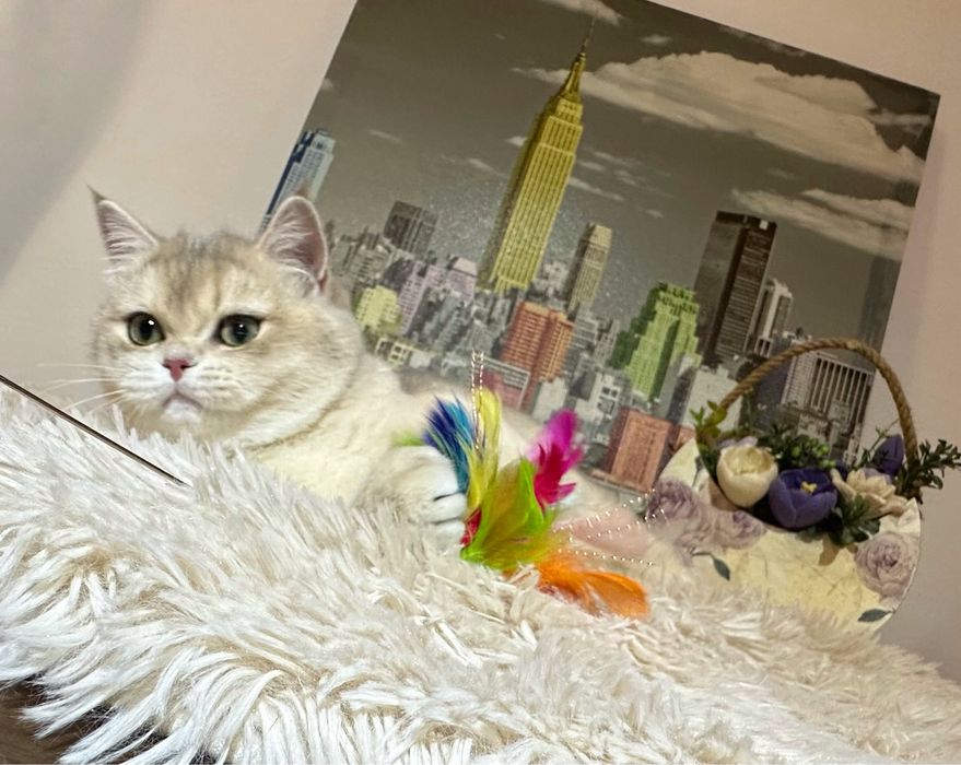Fetita British Shorthair Golden Blue cu pedigree