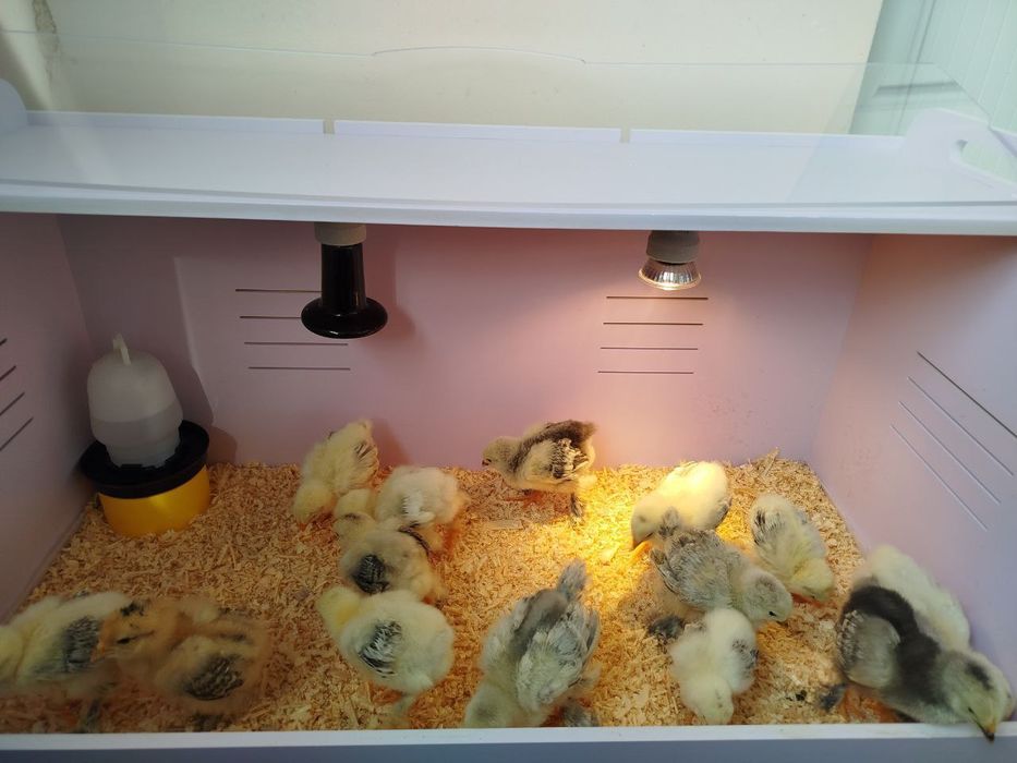 Тоза зоттор бромо