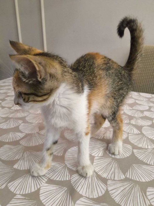 Трицветно домашне котенце момиченце търси дом