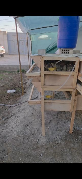 Бедана катак сотилади  bedana katak sotiladi
