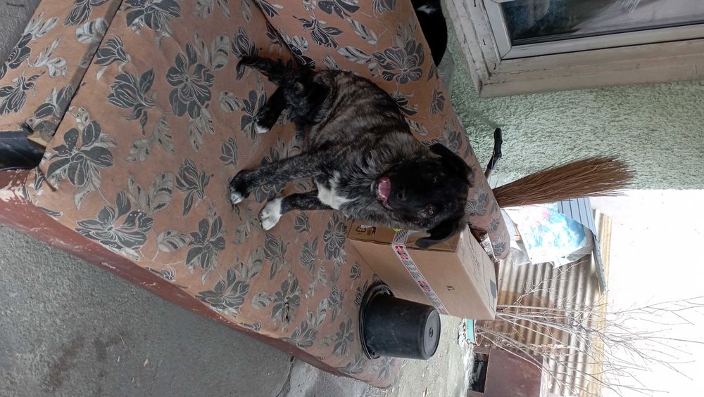 Шенок в добрые заботливые руки