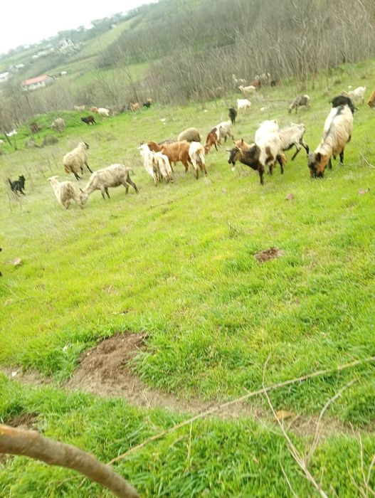 Vând colectiv 150 capre