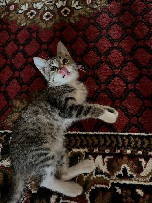 Отдам котёнка в хорошие руки