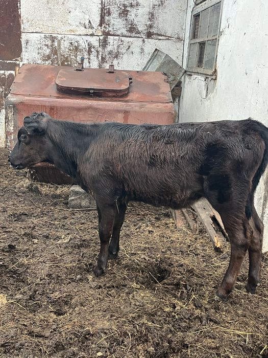 Продам телят бычки