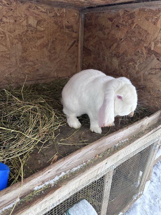 Mascul berbec german