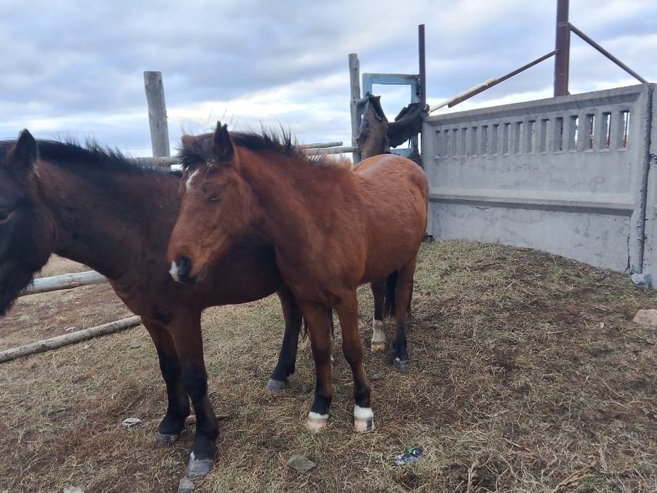 Продам кабылу жеребая 4 лет