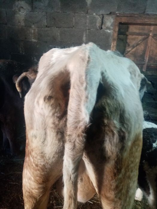 Vand vaca cuvitica de 6 săptămâni