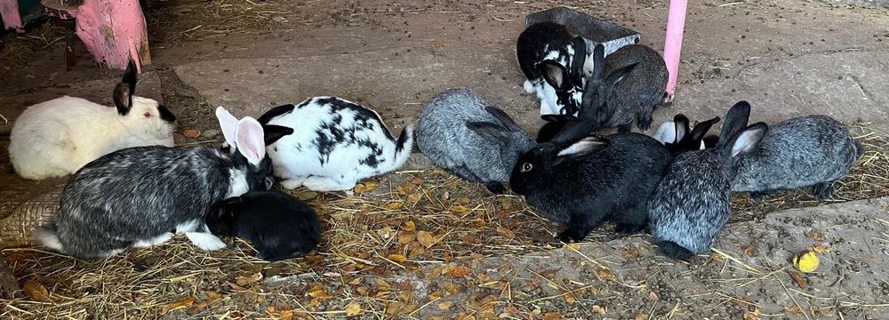 Продаются Кролики
