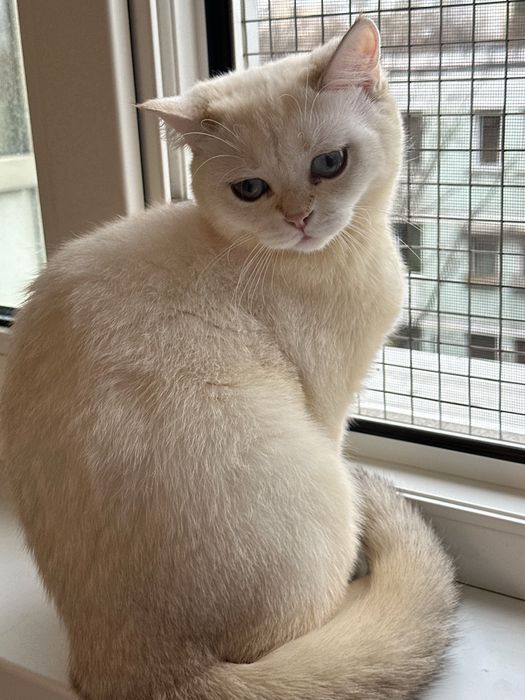 Fetita superba british shorthair! Certificat pedigree!