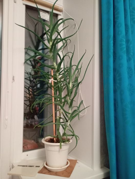 Продам Алоэ классический