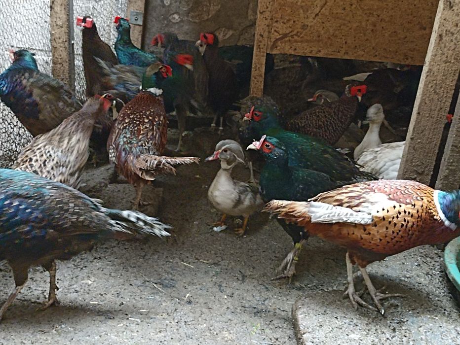 Vînd fazani auriu pe roșu , pe galben , diamant , comuni albi , maturi