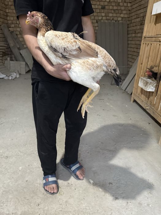 Сотилади мокиен корея шамо