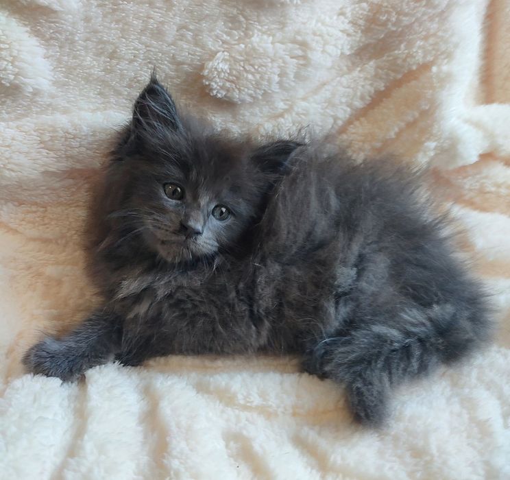 Продается котенок мейн-кун