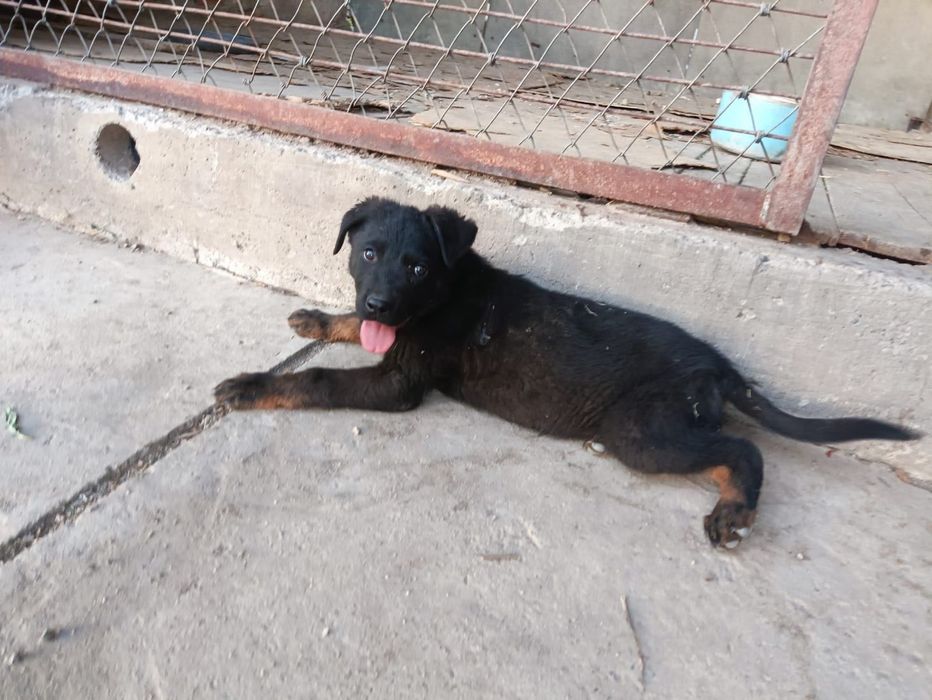 Малховеры (помесь немца и ротвейлера)