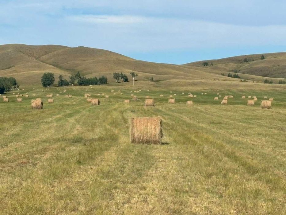 Продам сено в рулонах Ерейментау