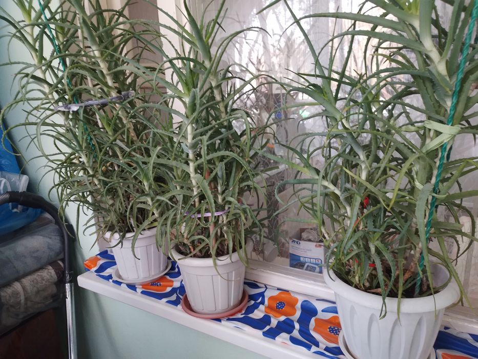 ПРОДАМ   АЛОЕ растениям  пять лет