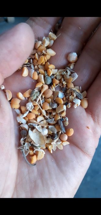 Отходы зерно отходы в мешках