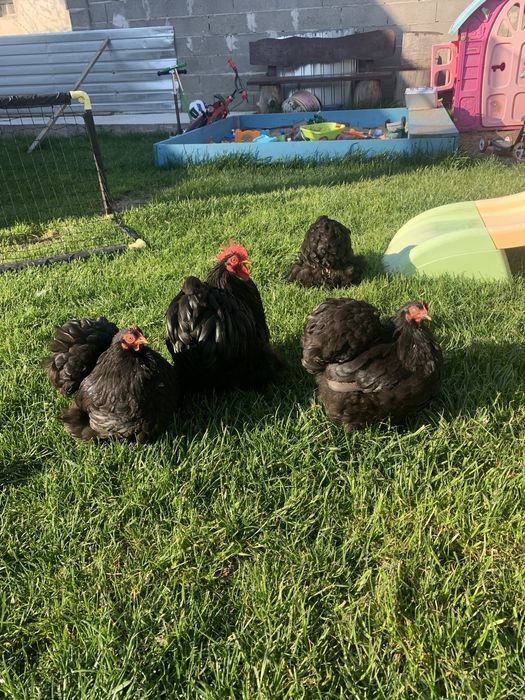 Cochinchina pitic negru