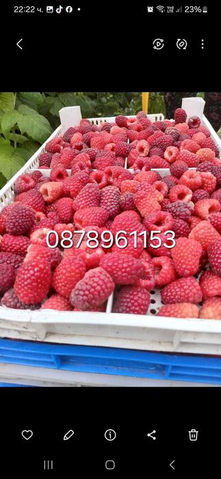 Продавам Елитен Разсад Ягоди И Малини