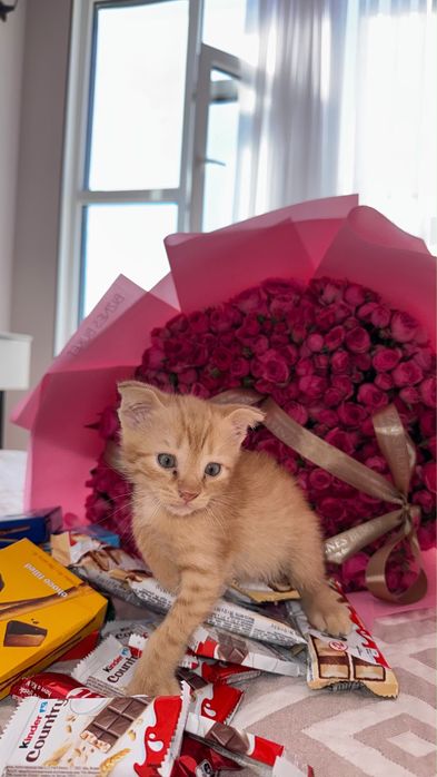 котенок вислоухая