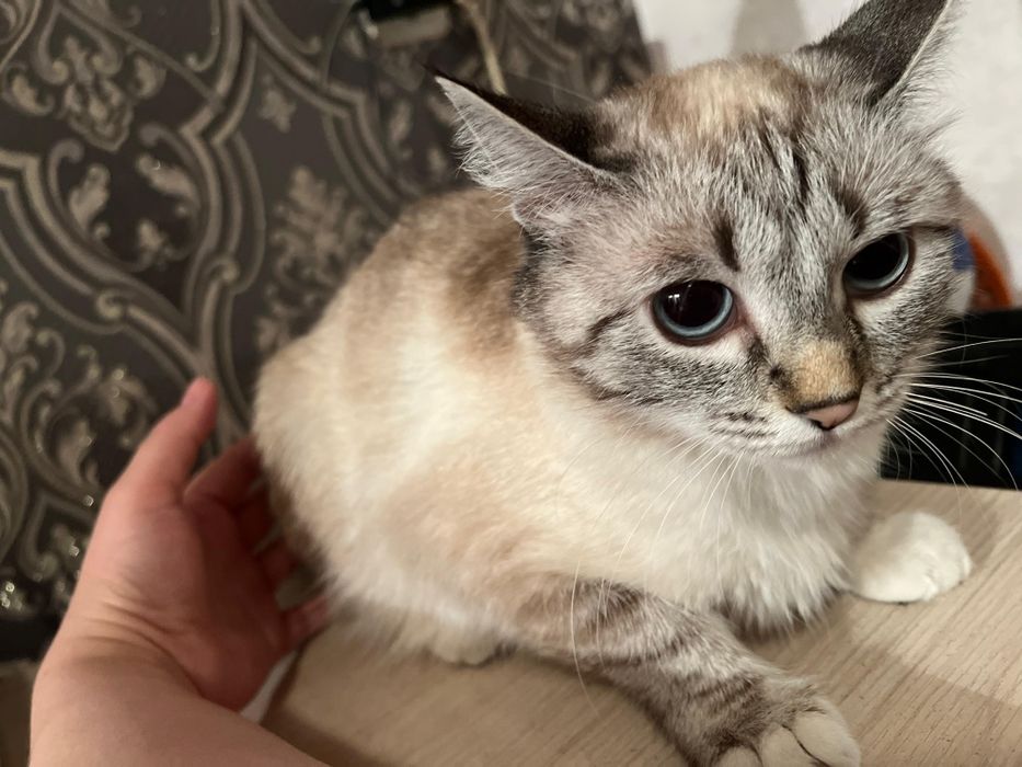 Ищем добрых людей