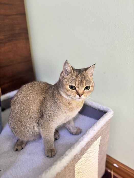 Золотая шиншилла тозза зотли девочка 6 месяцев