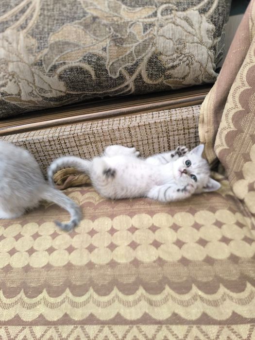 Шиншилки КоТятА Британцы