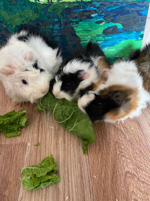 Продам морских свинок девочек