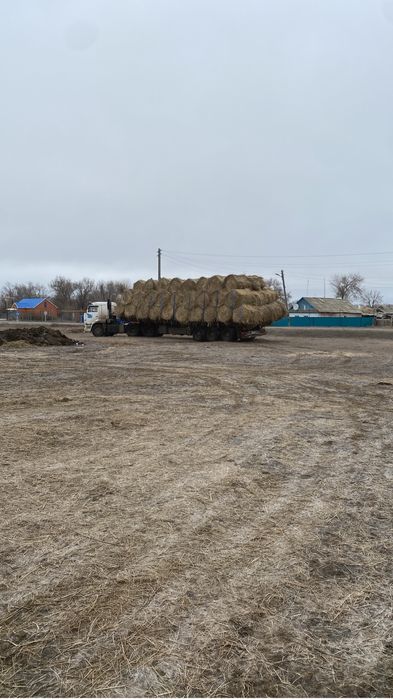 Сено луговое разнотравие.