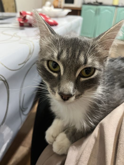 Отдам в хорошие руки кота