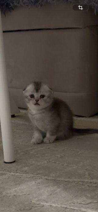 вислоухий котенок мальчик