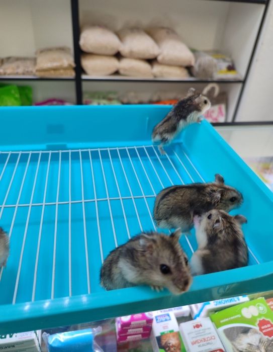 Бесплатно хомячки