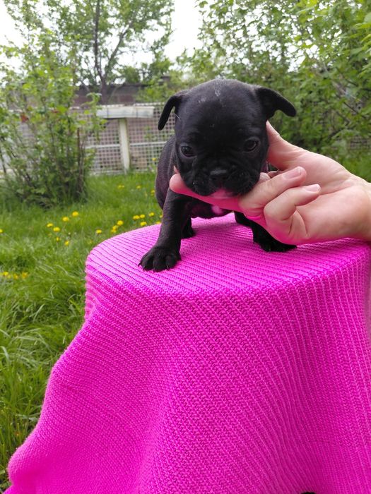 Девочка французского бульдога