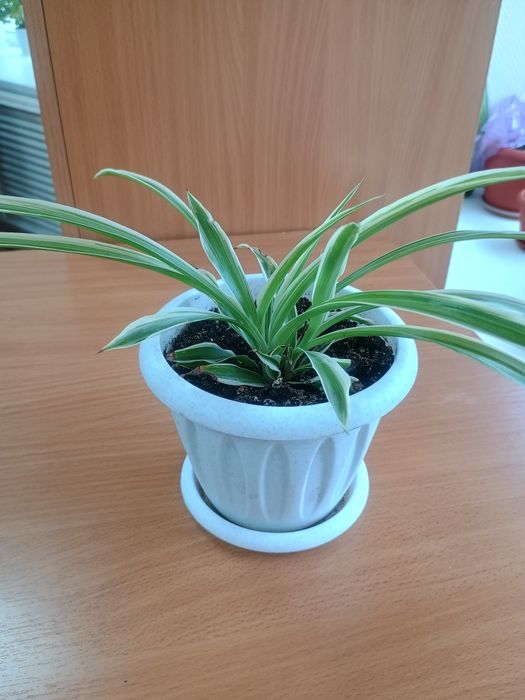 Продам комнатные растения