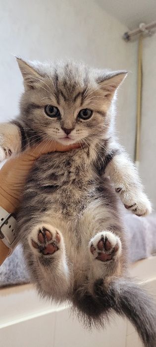 Продается котенок