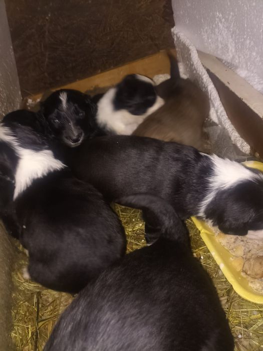 Щенята ищут дом!!!