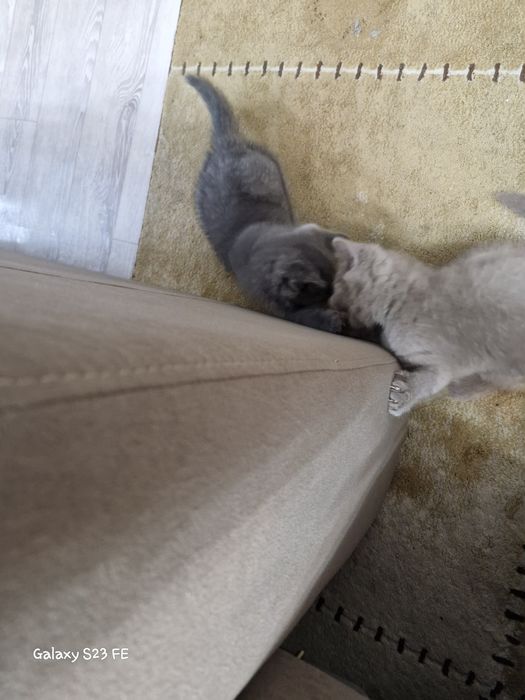 Британские котята