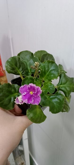 Фиалка:3000 тенге