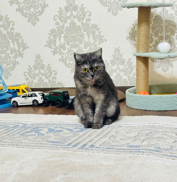 Шотландская страйт кошка 1,5 года цвет: дымчатый