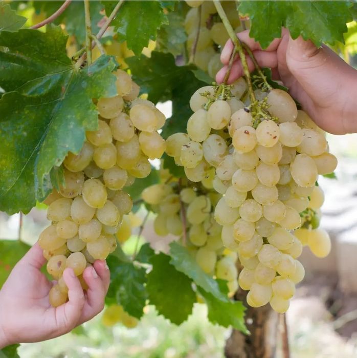 Vita De Vie Nobila Altoita