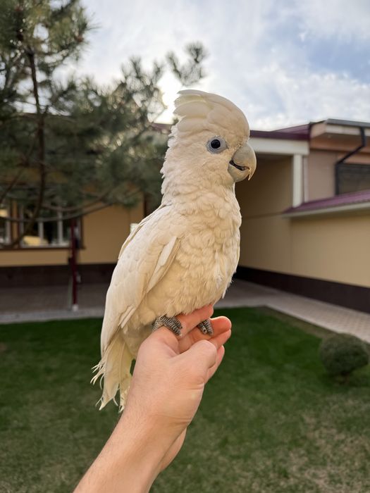 Саламонский Какаду сотилади ручной гапиришни бошлавоти кашада бокилган