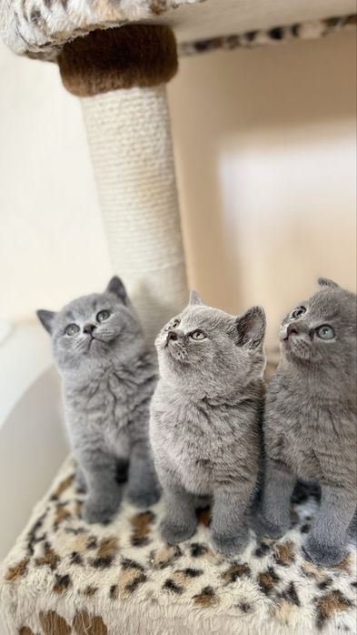 Продаются котята
