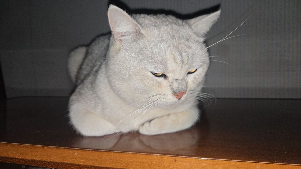 Серебристая британская шиншилла