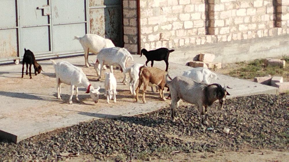 Ешкі сүтті  бар 500000