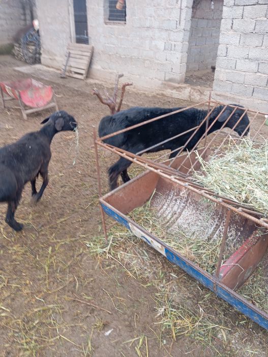 Кошкар козы кой тохты