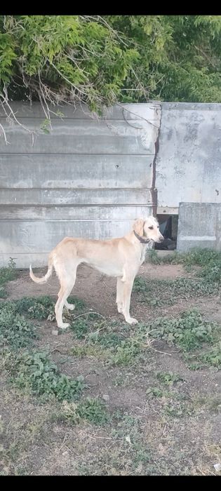 Тазы күшіктер сатылады