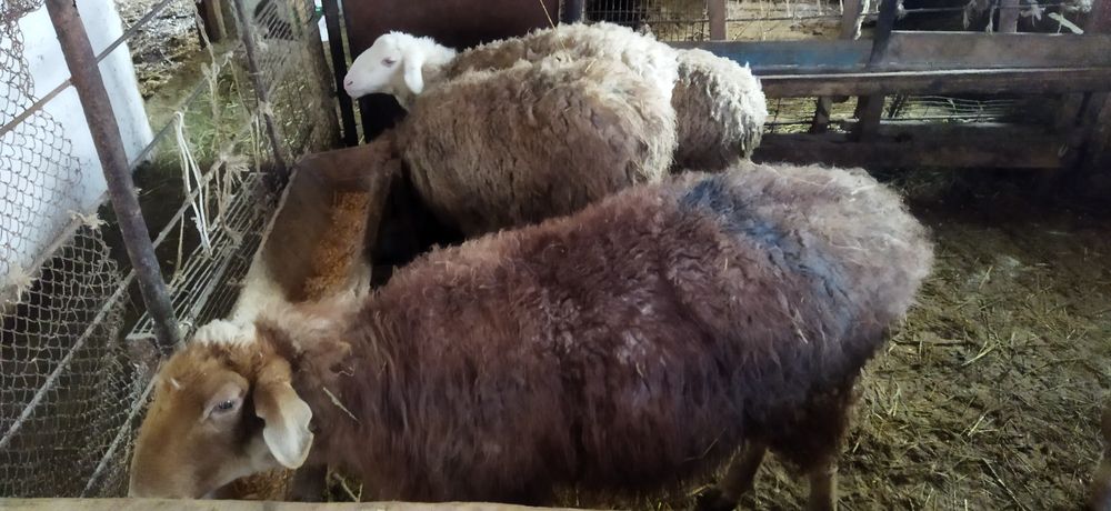 Семі, тоқтылар сатылады.