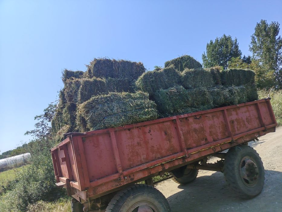 Vând baloți din trifoi